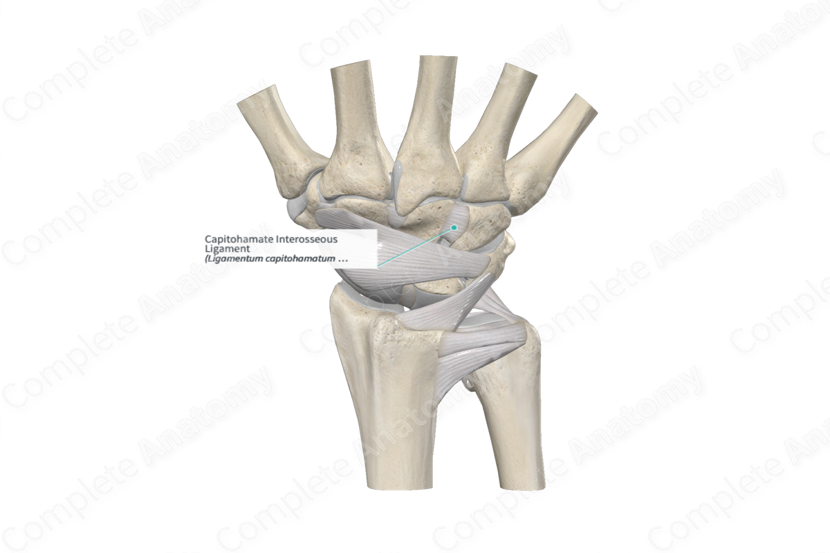Capitohamate Interosseous Ligament 