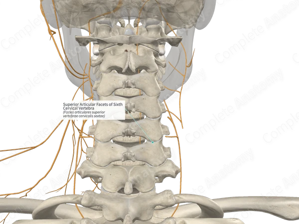 Superior Articular Facets of Sixth Cervical Vertebra