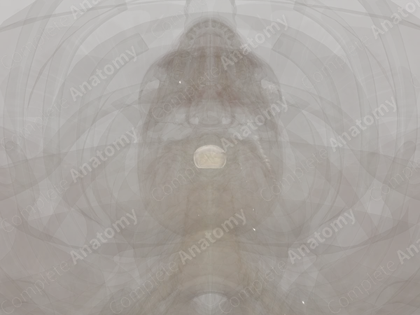 Intervertebral Disc (C5-C6)
