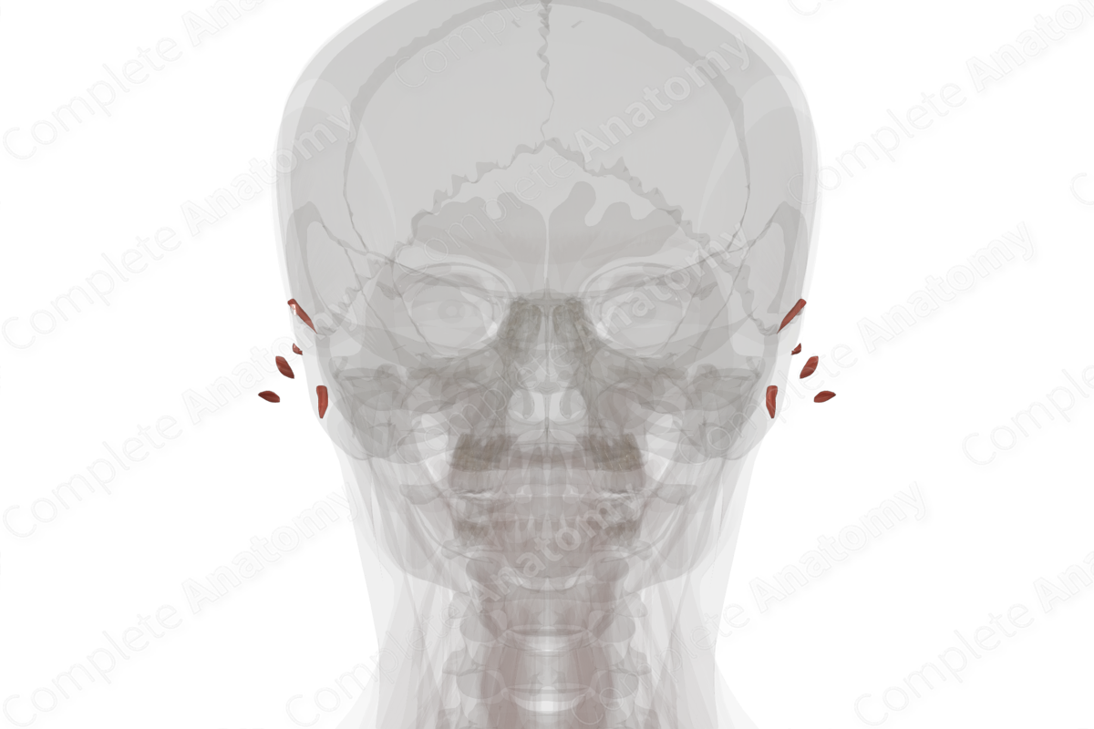 Intrinsic Auricular Muscles