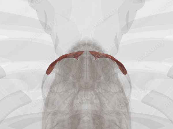 Circumorbital Muscles