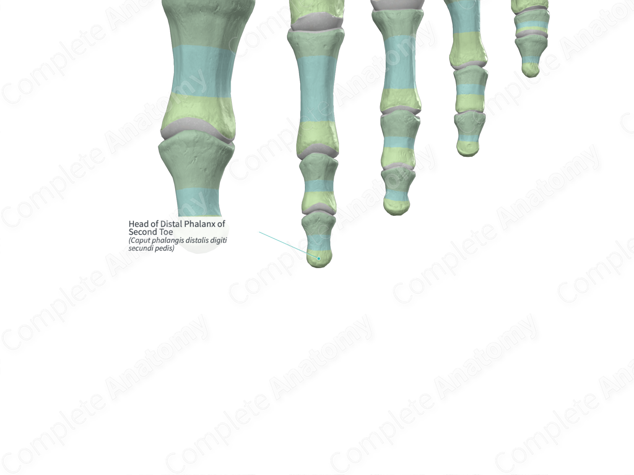 head-of-distal-phalanx-of-second-toe-complete-anatomy