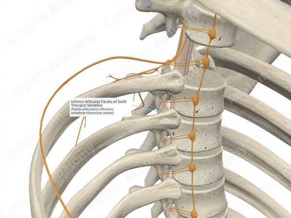 Inferior Articular Facets of Sixth Thoracic Vertebra