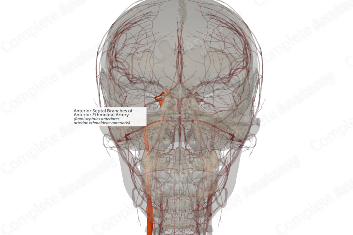 Anterior Septal Branches of Anterior Ethmoidal Artery (Right)
