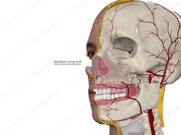 Mandibular Canine Tooth 