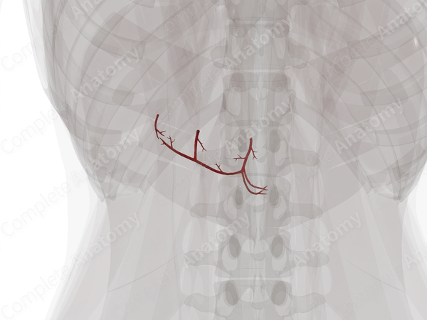 Pancreatic Branches of Splenic Artery
