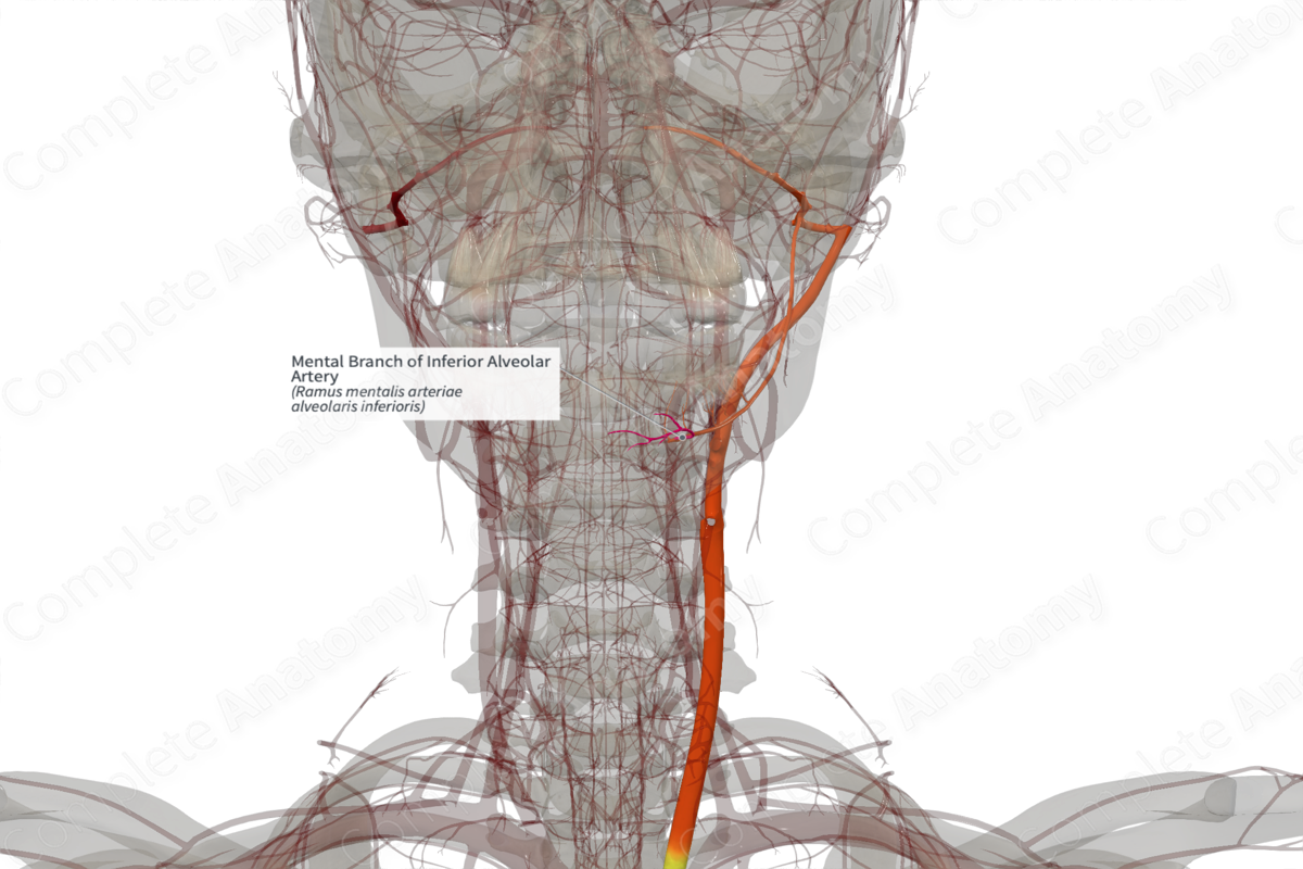 Mental Branch of Inferior Alveolar Artery (Left)