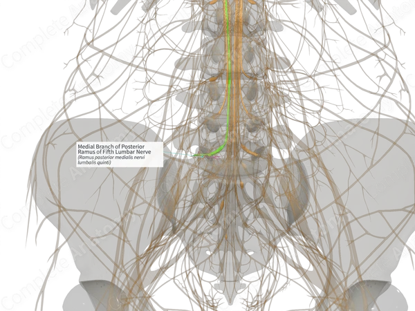 Medial Branch of Posterior Ramus of Fifth Lumbar Nerve (Right)