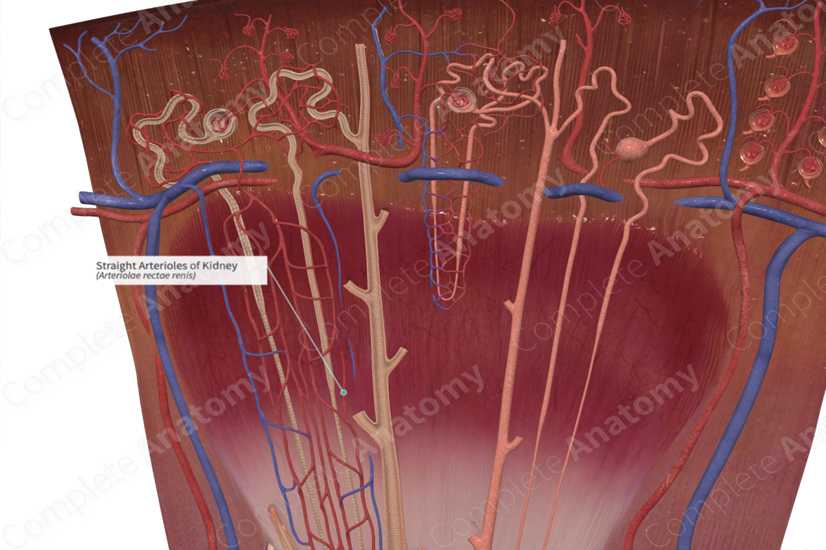 Straight Arterioles of Kidney