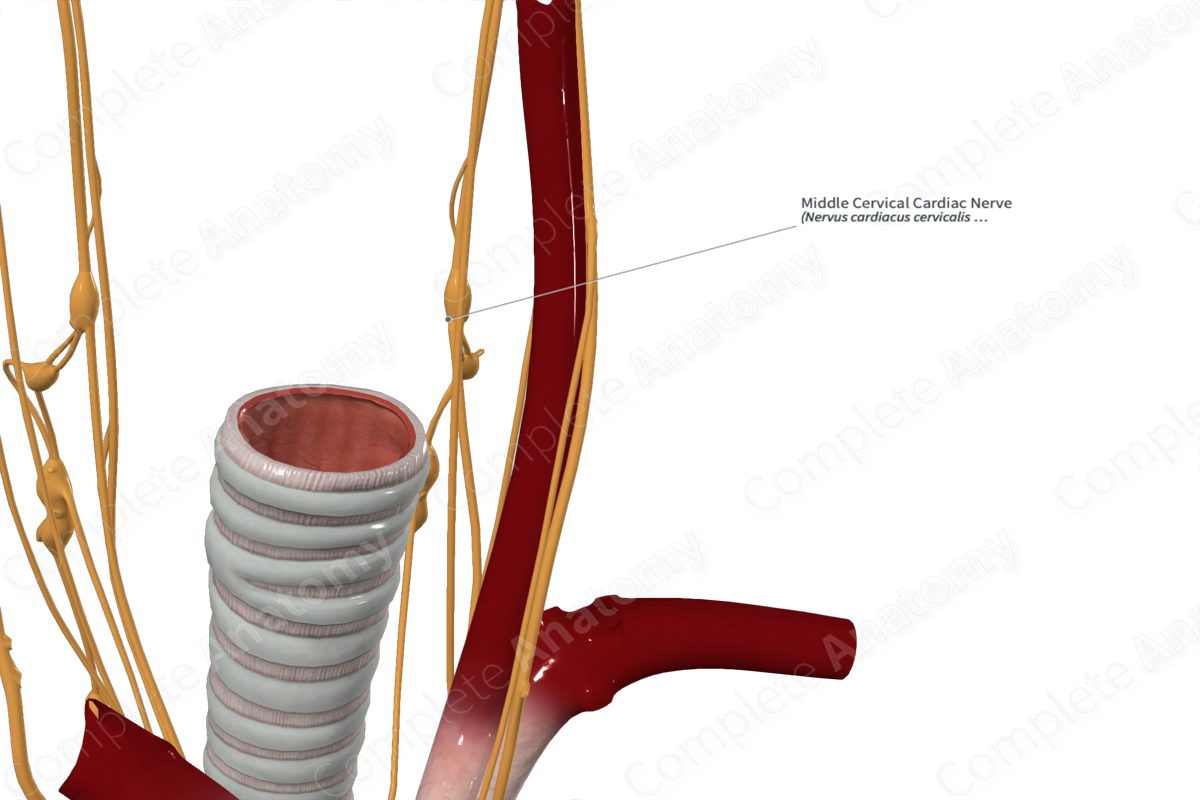 Middle Cervical Cardiac Nerve 