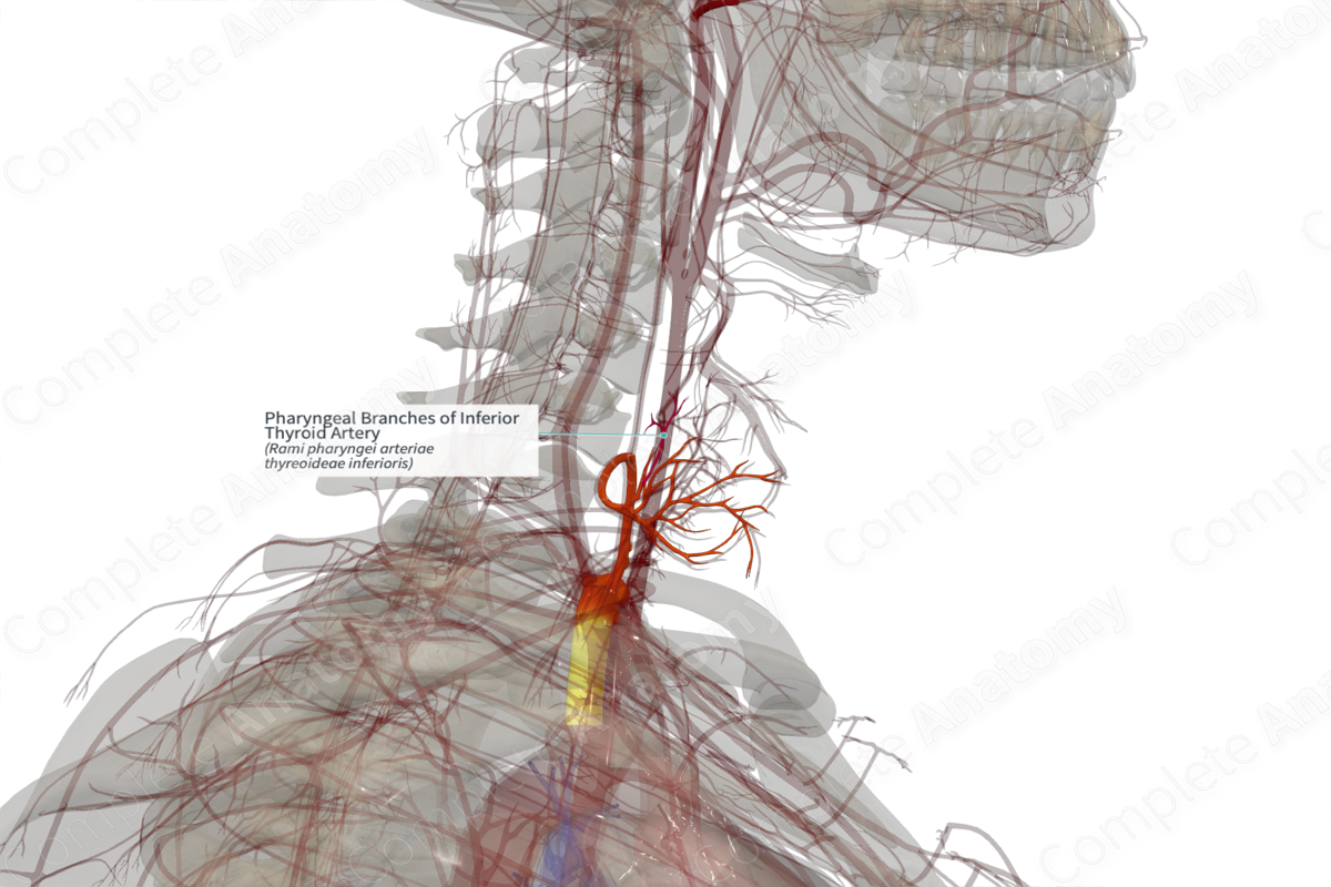 Pharyngeal Branches of Inferior Thyroid Artery (Right)