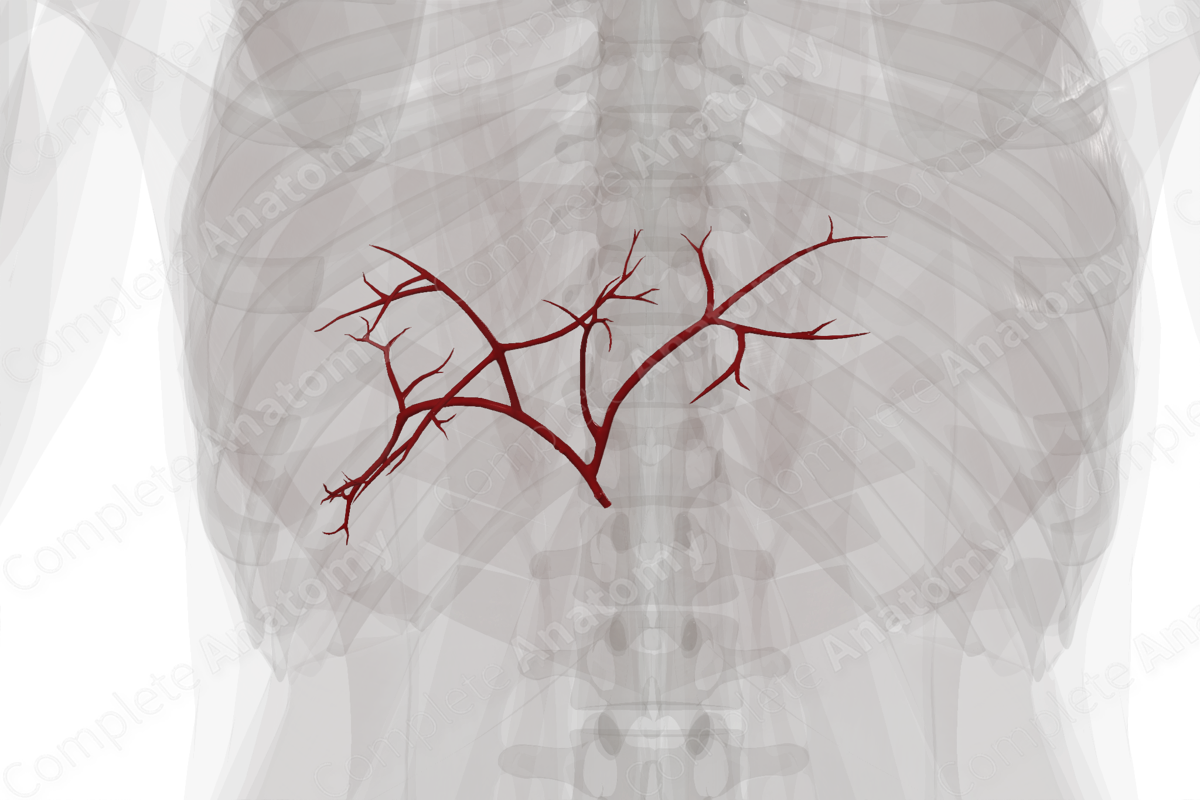 Arteries of Liver | Complete Anatomy