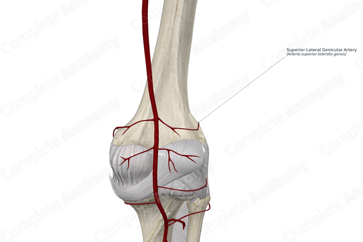 Superior Lateral Genicular Artery 