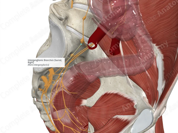 Interganglionic Branches (Sacral; Left)