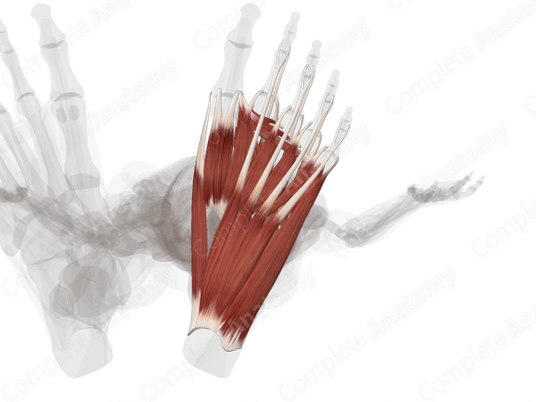 Muscles of Foot (Left)