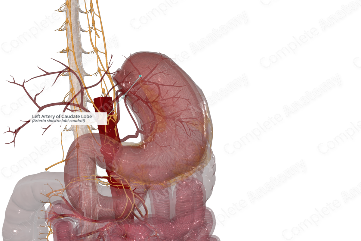 Left Artery of Caudate Lobe
