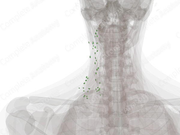 Lateral Cervical Nodes (Left)