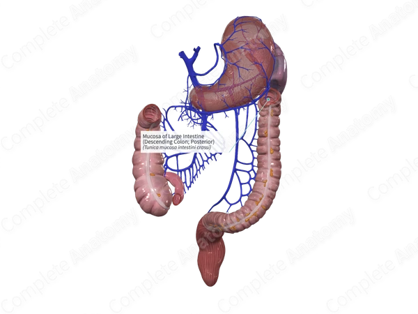 Mucosa of Large Intestine (Descending Colon; Posterior)