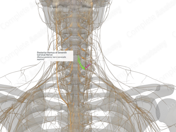 Posterior Ramus of Seventh Cervical Nerve (Left)