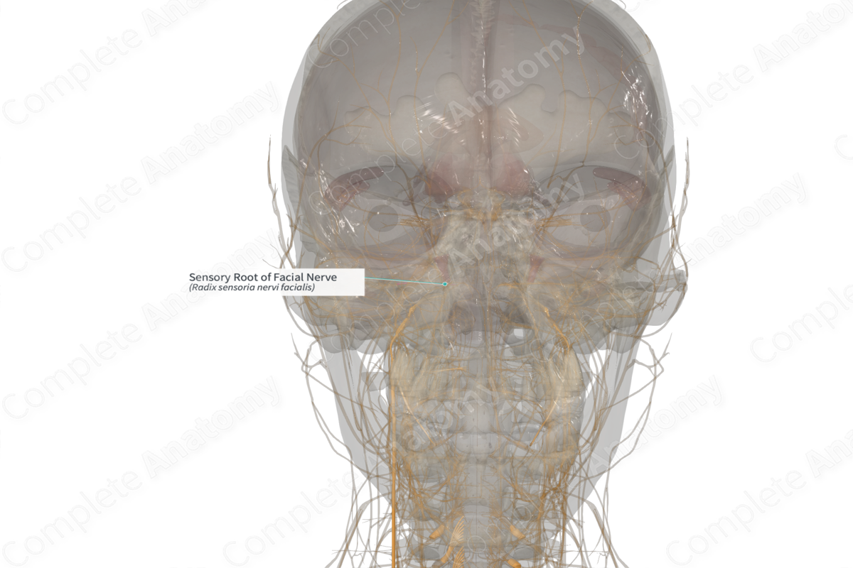 Sensory Root of Facial Nerve (Right)