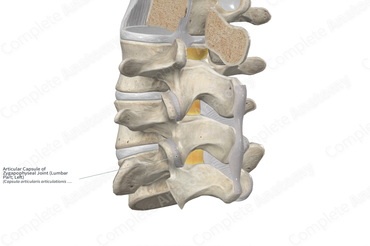 Articular Capsule of Zygapophyseal Joint (Lumbar Part; Left)