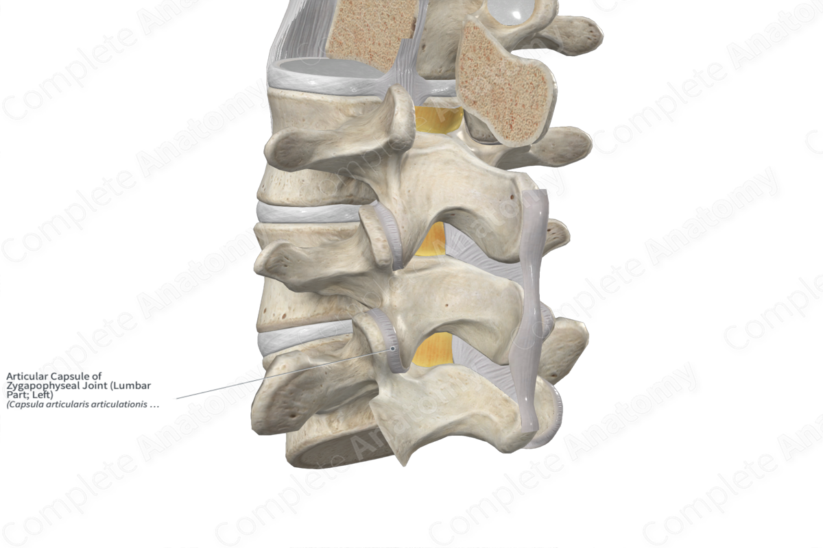 Articular Capsule of Zygapophyseal Joint (Lumbar Part; Left) Complete