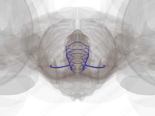 Veins of Uterus
