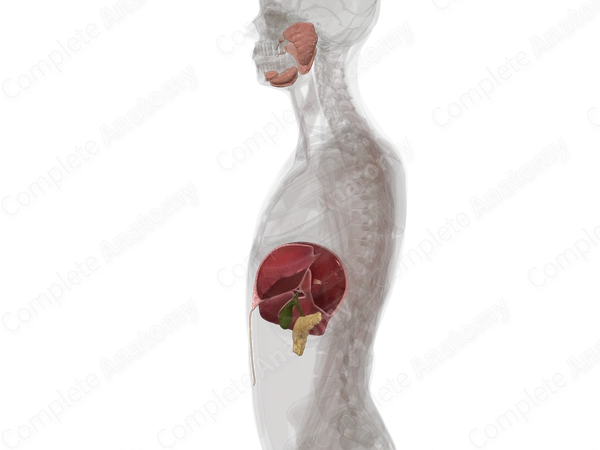 Accessory Digestive Organs
