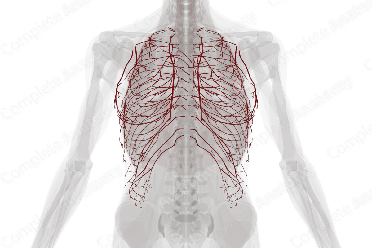 Arteries of Thoracic Wall