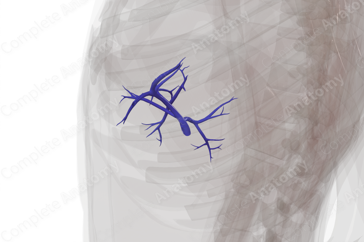Branches of Hepatic Portal Vein Biology Diagrams