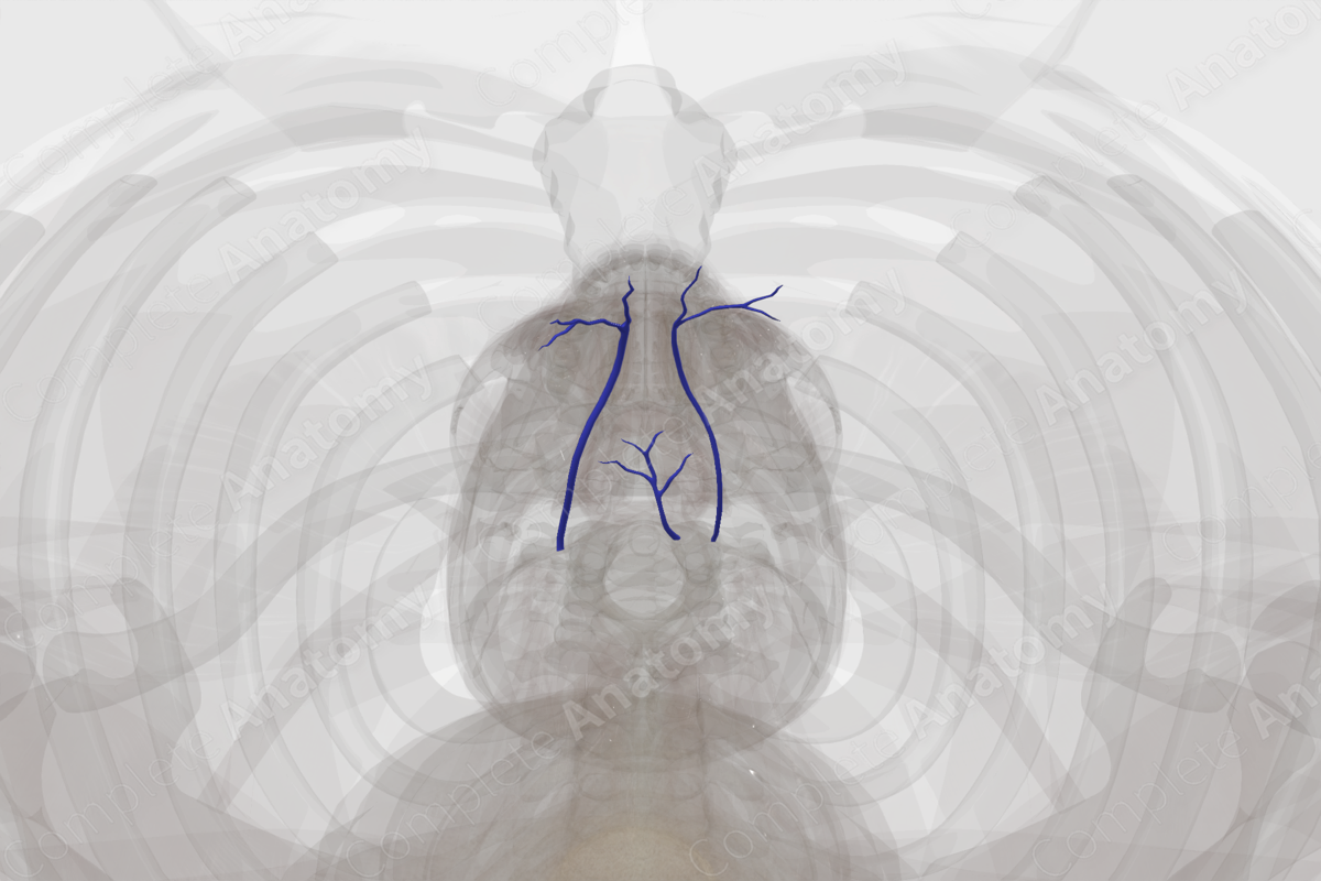 Veins of Mediastinum