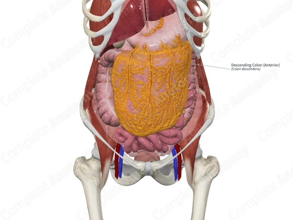 Descending Colon (Anterior)