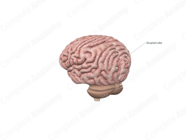 Occipital Lobe