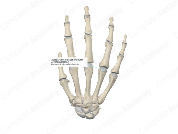 Distal Articular Facet of Fourth Metacarpal Bone 