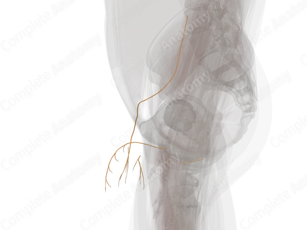 Nerves of Male Genital System (Left)
