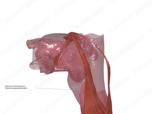 Mucosa of Oropharynx 