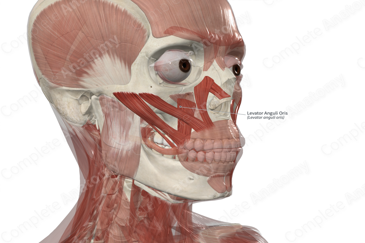 Levator Anguli Oris 