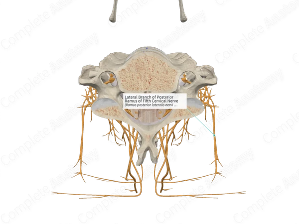 Lateral Branch of Posterior Ramus of Fifth Cervical Nerve 