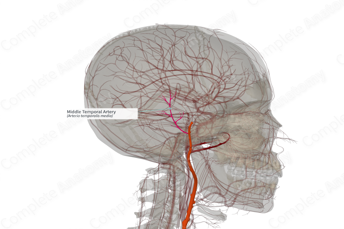 Middle Temporal Artery (Left)