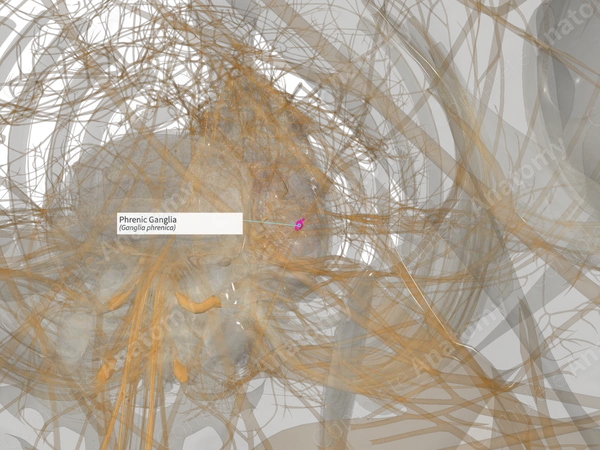 Phrenic Ganglia (Right)