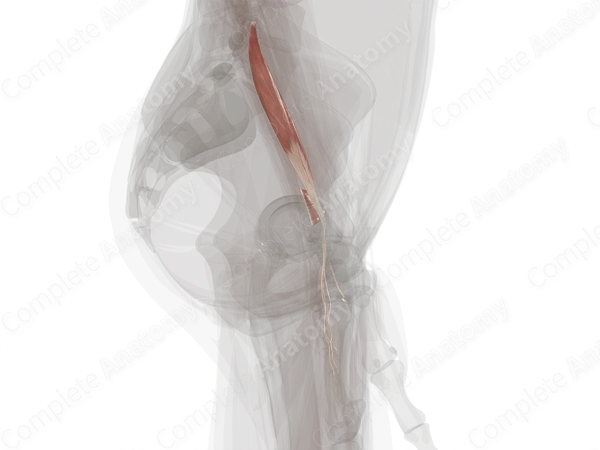 Deep Part of Anterior Compartment of Forearm (Left)