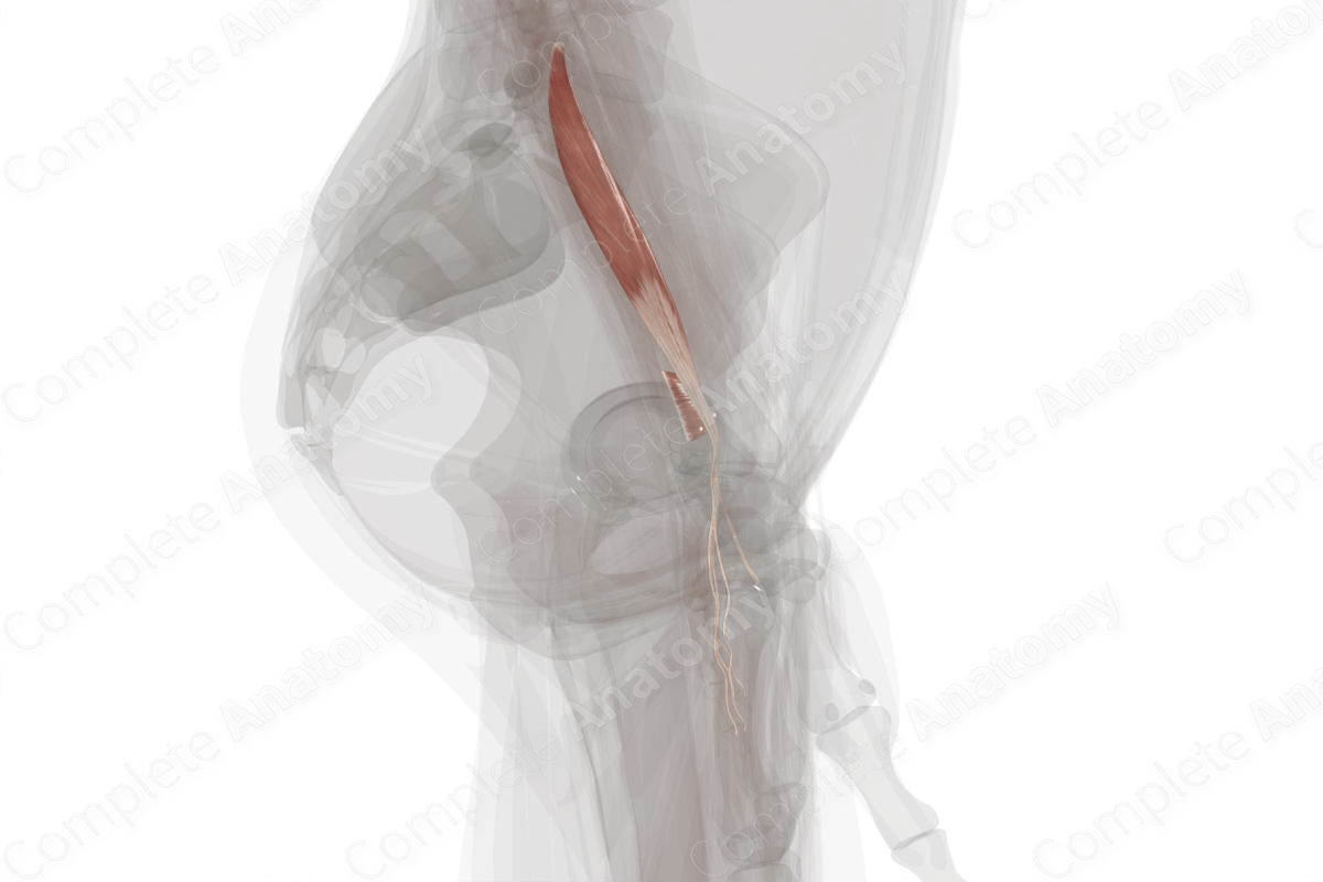 Deep Part of Anterior Compartment of Forearm (Left)