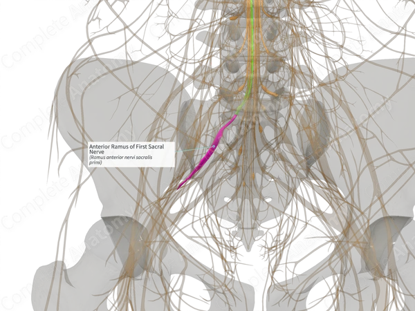 Anterior Ramus of First Sacral Nerve (Right)