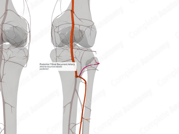 Posterior Tibial Recurrent Artery (Left)