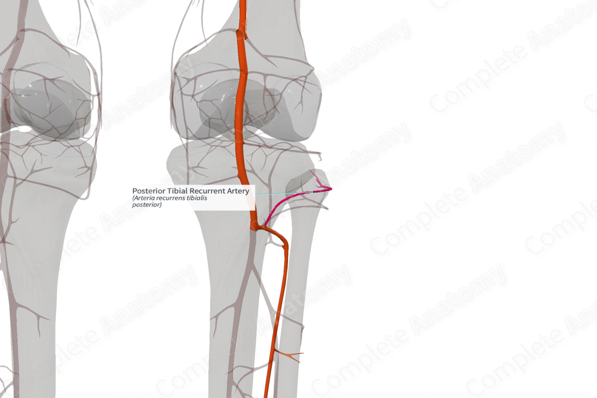 Posterior Tibial Recurrent Artery (Left)