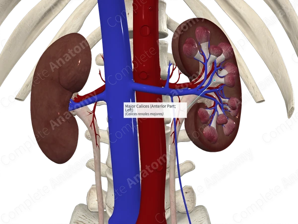 Major Calices (Anterior Part; Left)