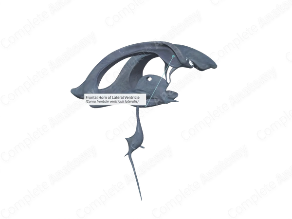 Frontal Horn of Lateral Ventricle