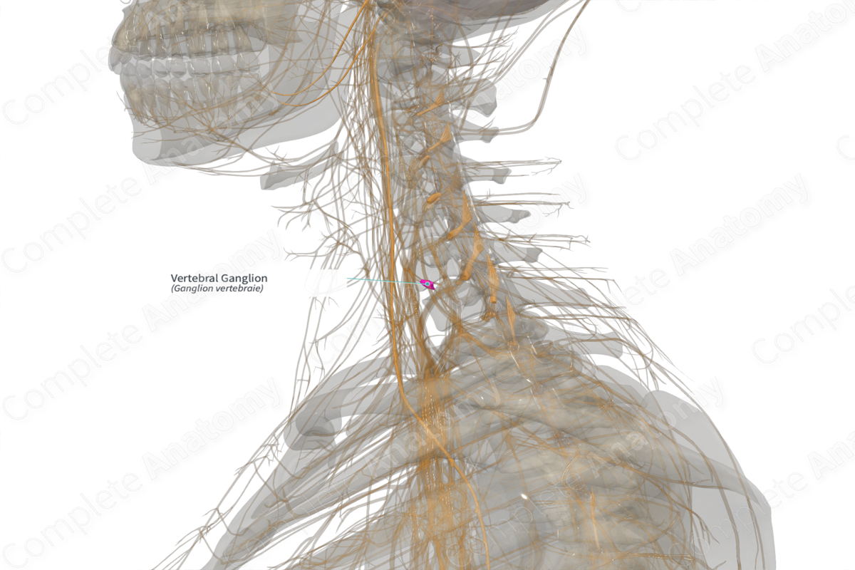 Vertebral Ganglion (Right) | Complete Anatomy