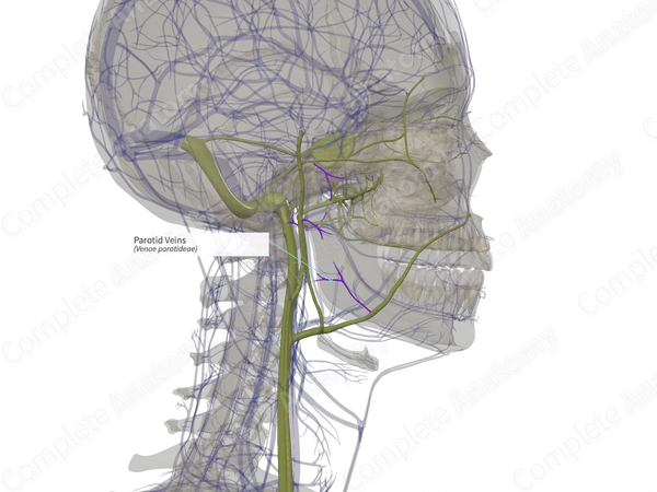 Parotid Veins (Left)
