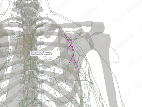Pectoral Lymph Vessels (Right)